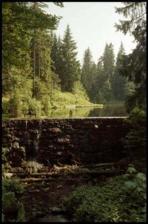 Bödele: Bödele Moorsee im Tannenwald