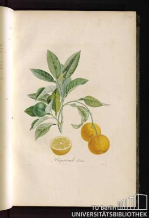 Pl. VIII. Bigarrade douce.