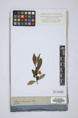 Solanum havanense Jacq.