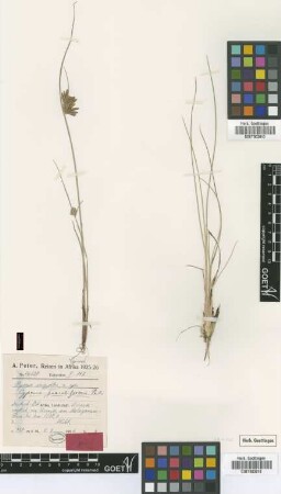 Cyperus juncelliformis Peter & Kük. [type]