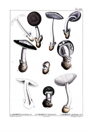 Tav. XIV. 1-4 Agaricus urceolatus Viv. 5-9 Agaricus Sertatus Viv. a. Agaricus Phalloides Friv.