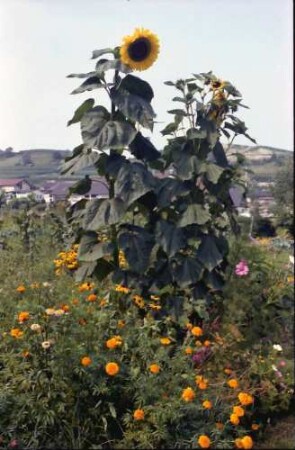 Sasbach: Sonnenblume im Garten