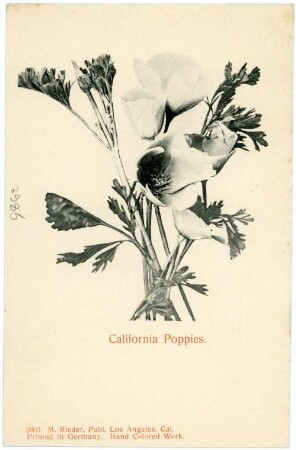 California Poppis