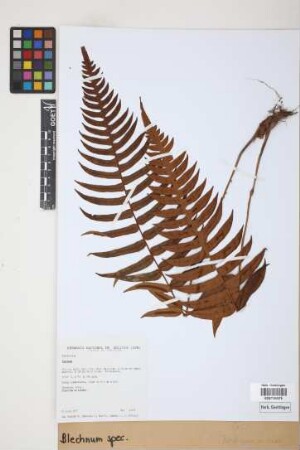 Blechnum