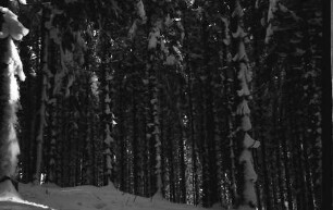 St. Märgen: Verschneiter Wald