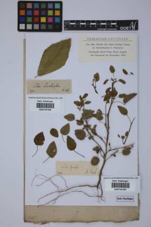 Sida spinosa L.