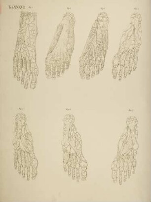 Anomalien des Arterienverlaufs beim Fuß eines Mannes (Lineartafel)