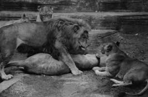 Löwen im Leipziger Zoo
