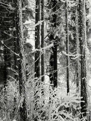 Baumstämme mit Schnee