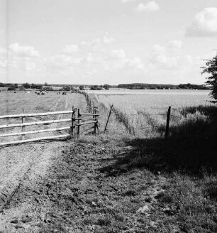 Landwirtschaft: Weiden mit Rinderherde: im Vordergrund links Gatter: im Hintergrund Knicklandschaft