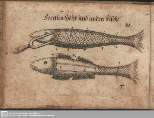 Forellen Hecht und andere Fische