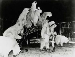 Circus Busch-Roland - Circus Probst - Circus Belly - Circus Hein - Circus Traber, ohne Ortsangabe, ohne Jahr