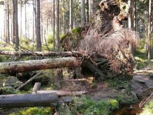 umgestürzter Baum im Nationalpark Hochharz am Brocken