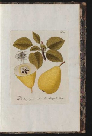 Tab. 100