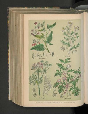 Medical Plants. Plate No. 15.