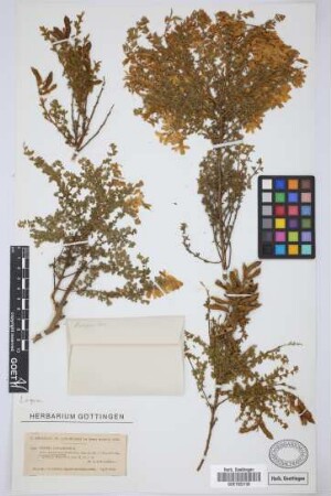 Genista canariensis L.