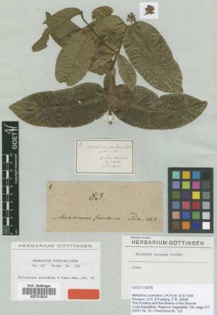 Melodinus scandens J.R.Forst. & G.Forst. [type]
