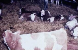 Fotografie: Tierproduktionsverfahren, Tretmiststall, Einstreu