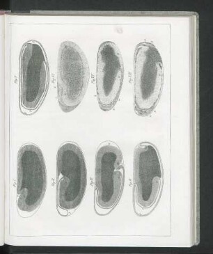[Abbildung Fig. I. bis Fig. VIII.]
