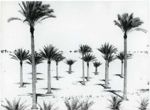 Palmenvegetation : Palmenvegetation in der marokkanischen Sahara..