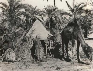 Libyen. Oase Tagiura bei Tripolis. Beduinen bei der Rast am Rande der Oase