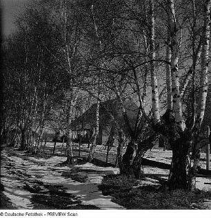Birkenbäume (an der Ostsee?)