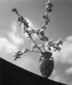 Blüten in Vasen. Blühende Zweige in einer bauchigen Vase gegen Wolken am Himmel