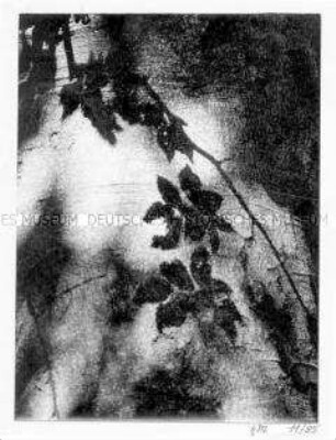 Baumstamm mit Schatten von Blättern (Altersgruppe 18-21)