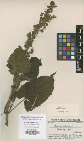 Salvia glutinosa L.
