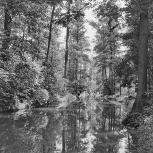 Spreewald um 1940. Bäume spiegeln sich im Wasser der Spree. : Błóta wokoło 1940. Štomy špiheluja so we wodźe Sprjewje.