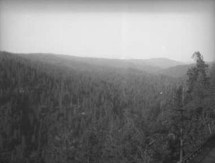 Hochwald im Columbia River Tal (USA-Reise 1933)
