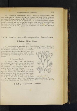 1. Gattung. Mistel. Viscum.