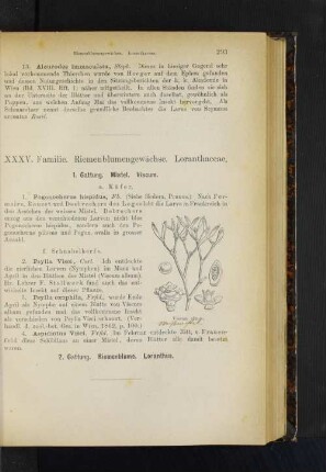 1. Gattung. Mistel. Viscum.