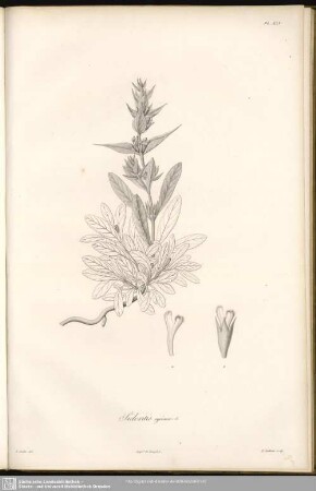 Sideritis syriaca L.
