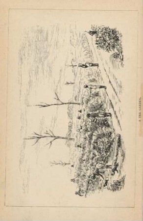 A tea garden