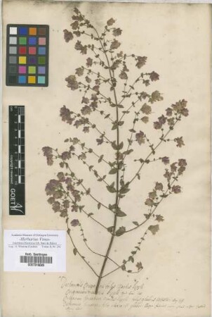 Origanum