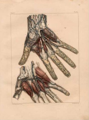 Venen der Hand