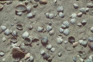 Reisefotos. Muscheln an einem Strand