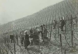 Radebeul: Volksweingut Lößnitz. Weinlese "Goldener Wagen"