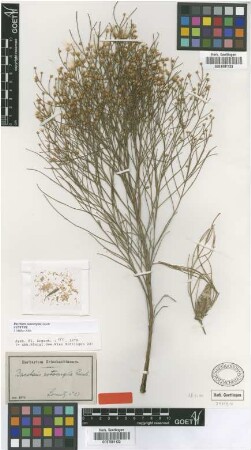 Baccharis notosergila Griseb. [syntype]