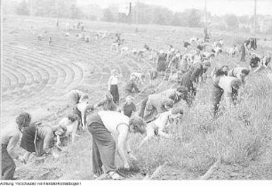 Dresden, Heinz-Steyer-Stadion. Nationales Aufbauwerk Freiwillige Arbeitseinsätze im Stadion, 1952 & Freiwillige Arbeitseinsätze, Juni 1952