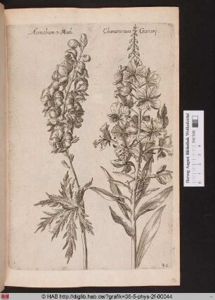 [Eisenhut und Weidenröschen].