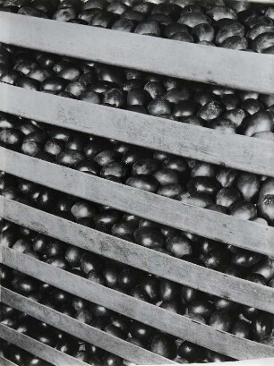 Bramsche, Konservenfabrik Vauka, Stapel Metallbleche mit Zwetschgen