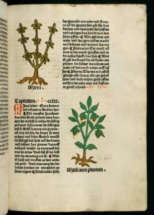 143r-143v, Muscaten plumen (271. Kapitel)