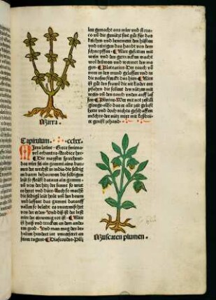 143r-143v, Muscaten plumen (271. Kapitel)
