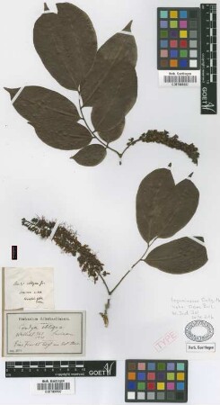 Crudia obliqua Griseb.