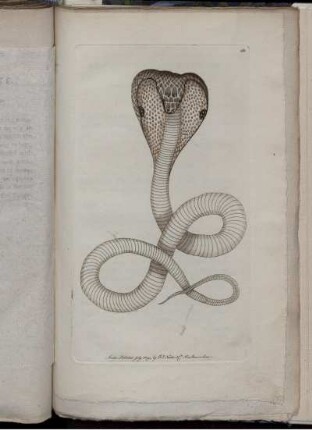 The Spectacle Snake.
