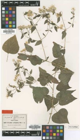 Brickellia cardiophylla Robins. [type]
