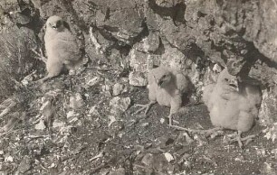 Wanderfalke (Falco peregrinus). Dunenjunge am Horstplatz. Falkenstein im Ungeheuren Grund bei Friedrichroda