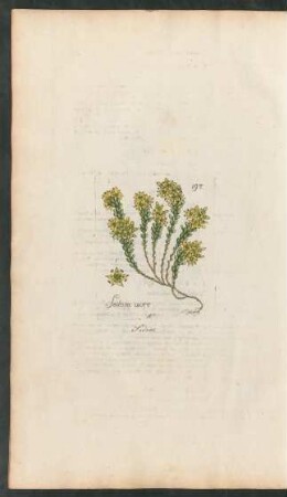 197. Sedum acre